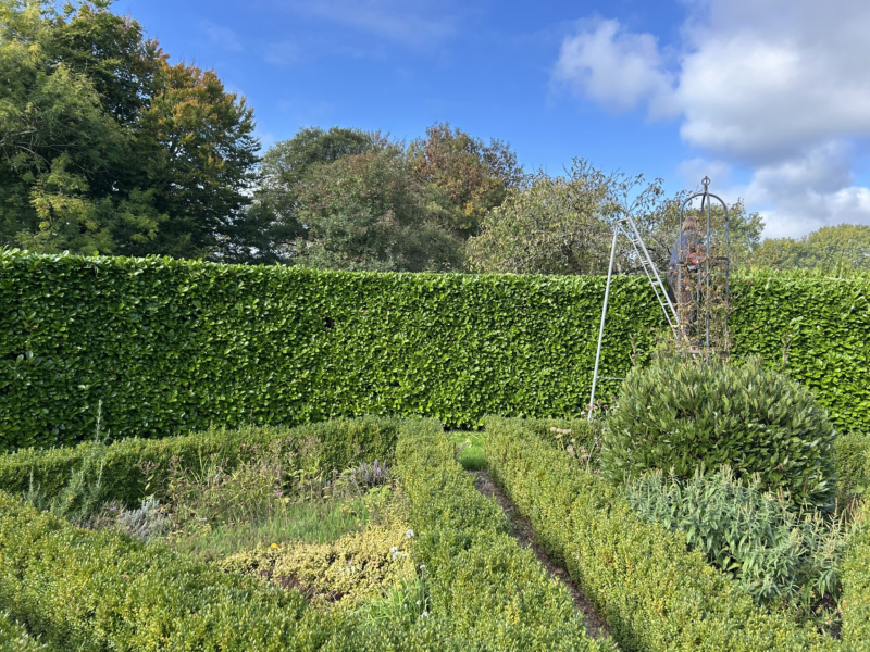 Laural hedge trimmed