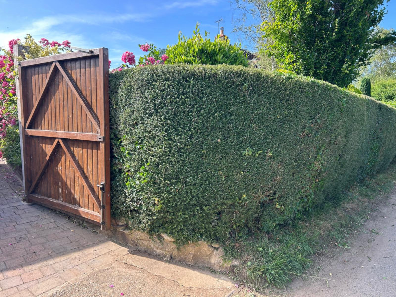 After photos of newly trimmed yew hedge