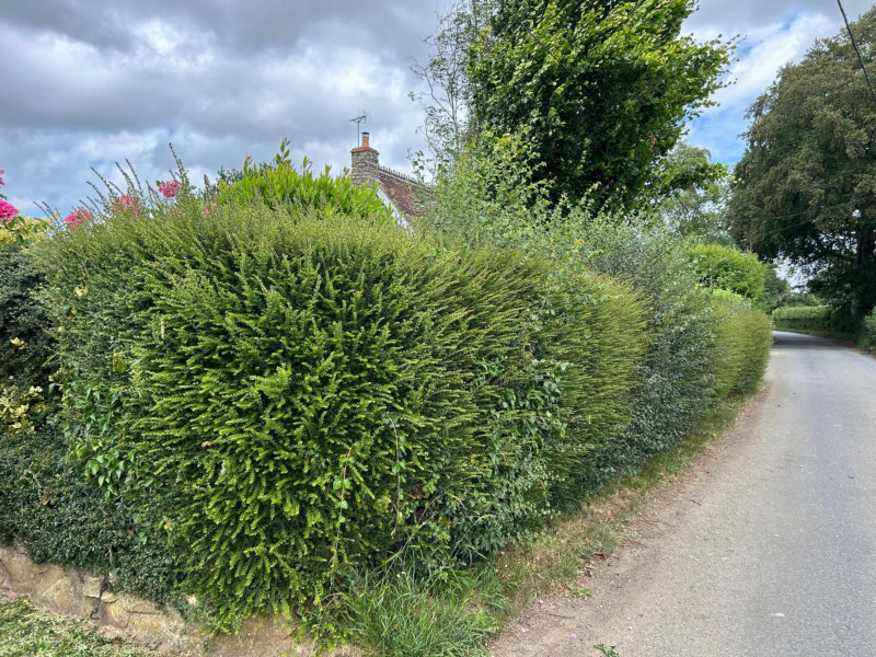 Before Photo of Yew Hedge