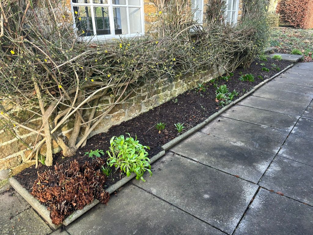 Winter flowering jasmine with newly cleared bed.