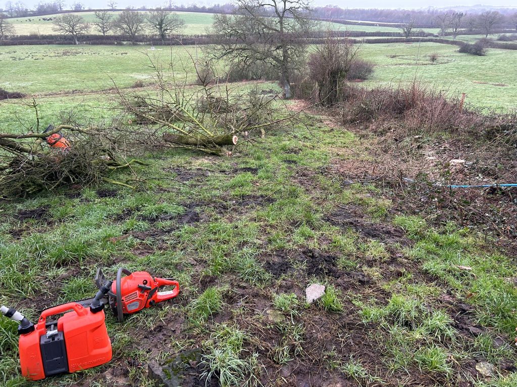 Small trees removed in hedge line