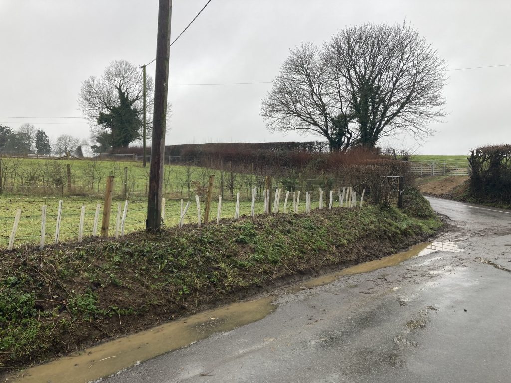 bareroot hedge planting in Gillingham