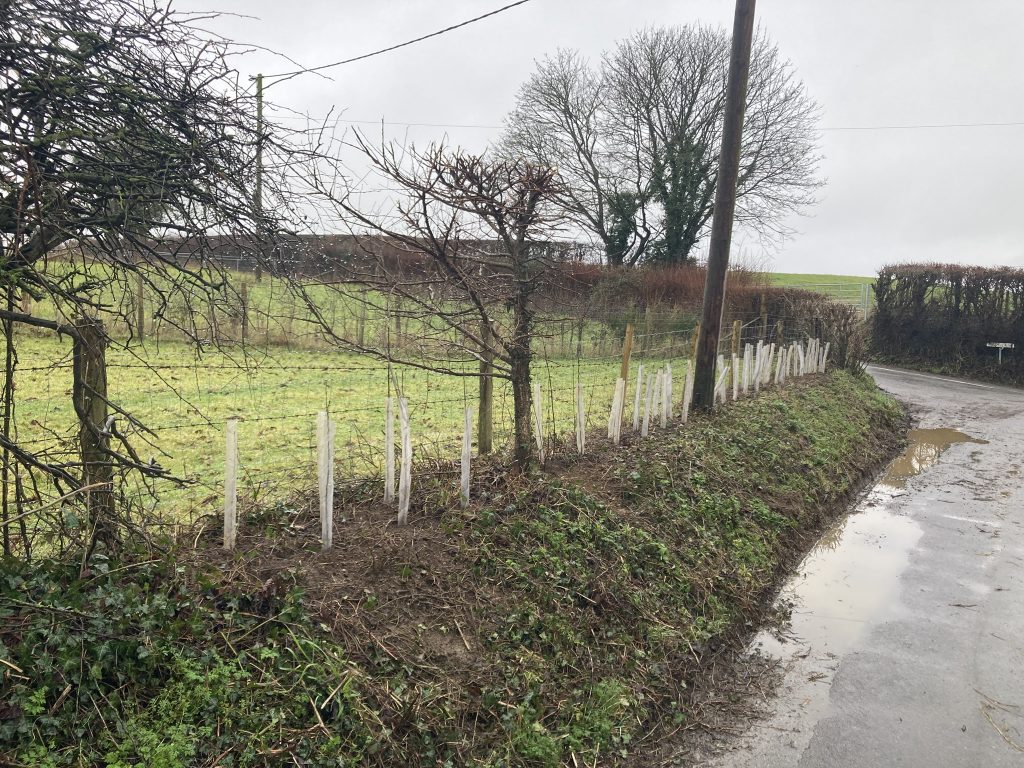 New hedge planting
