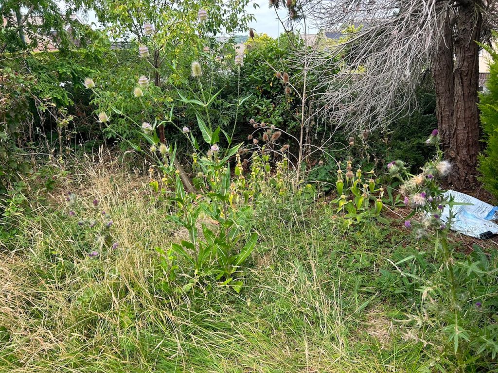 Lots of weeds in the front garden