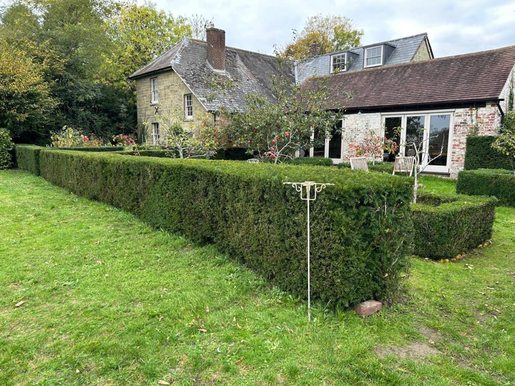 Neat hedges trimmer in early summer