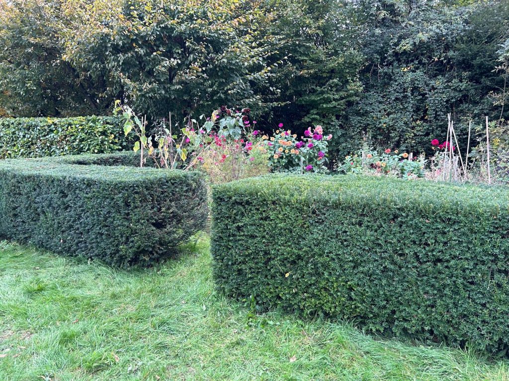 Box hedge trimming