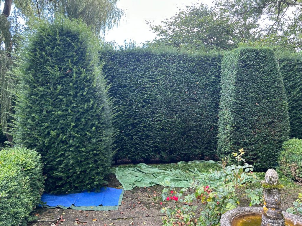 Yew hedge half trimmed - look at the difference!