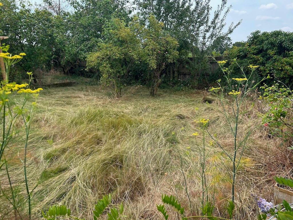 Weeds and overgrown grass
