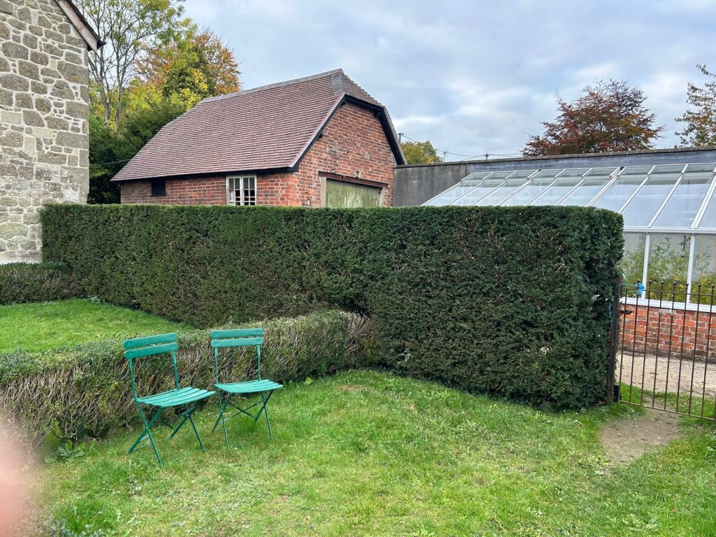 Mature yew hedge nicely trimmed by Andy at Mayflower Gardening
