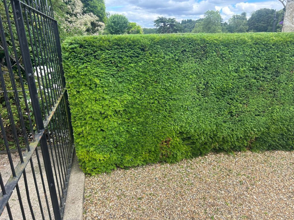 Mature evergreen hedge next to stately gate