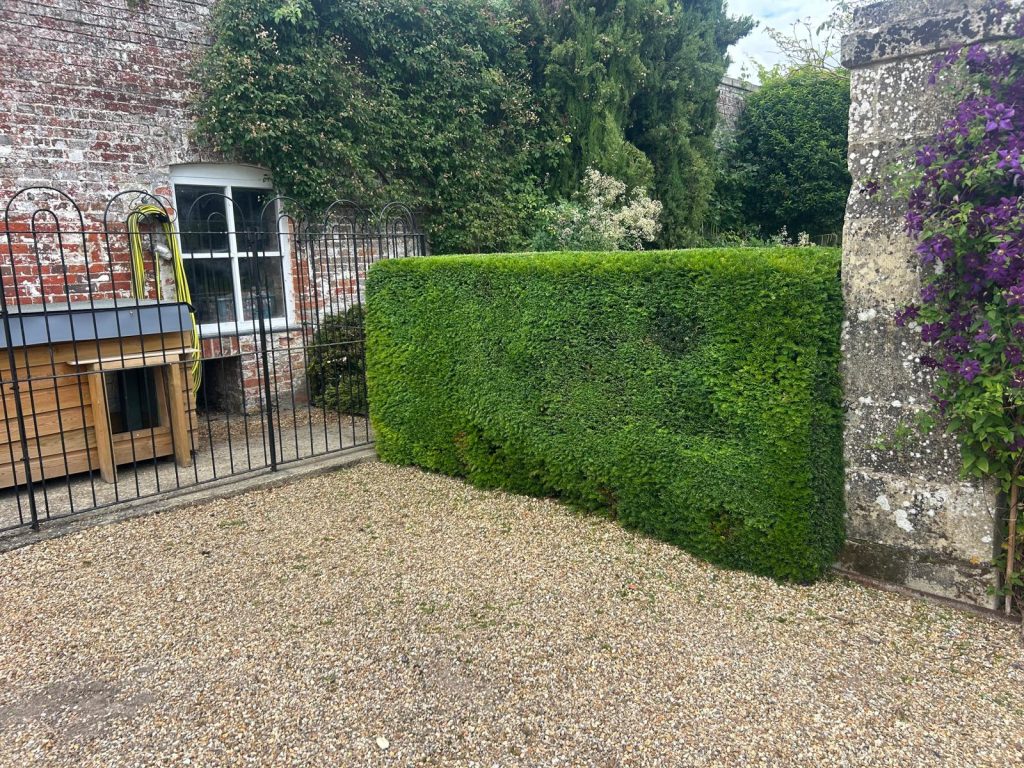 Evergreen hedging looking tidy with its new trim