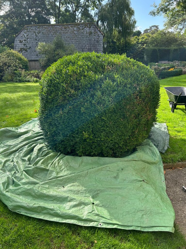 Box Ball just trimmed