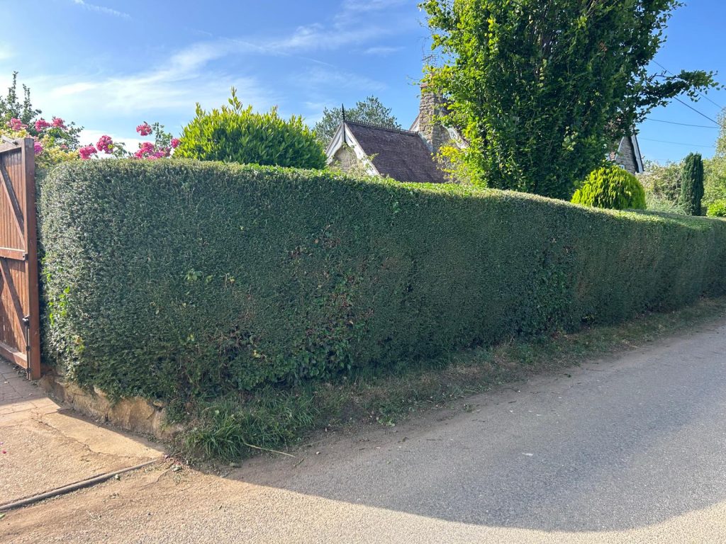 Yew hedge on the road trimmed by Mayflower Gardening