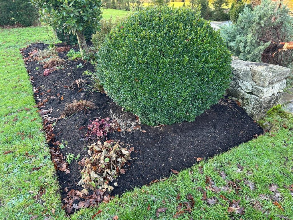 Box ball in border recently tidied
