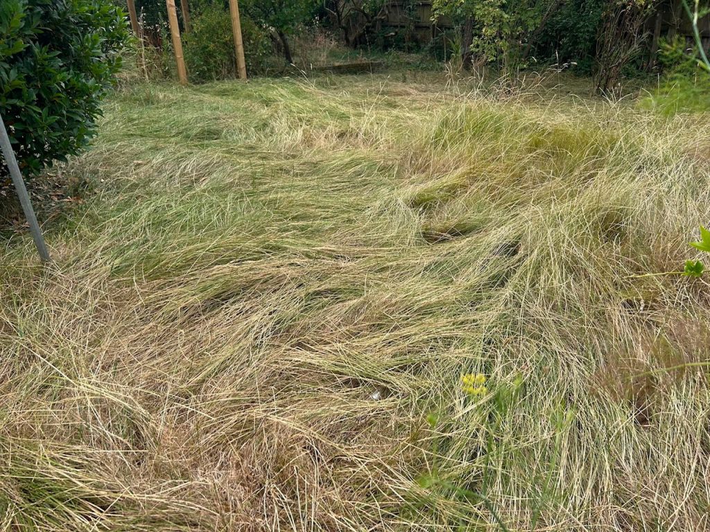 Overgrown long grass fallen over and surrounded by overgrown trees and shrubs