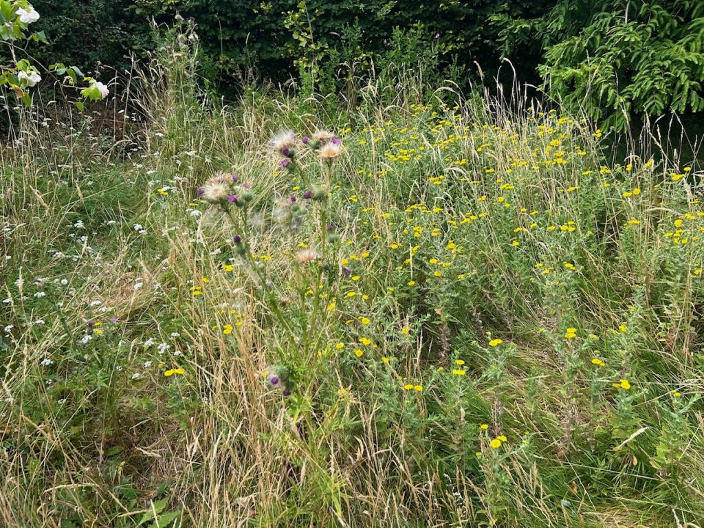 More weeds needing a cut back