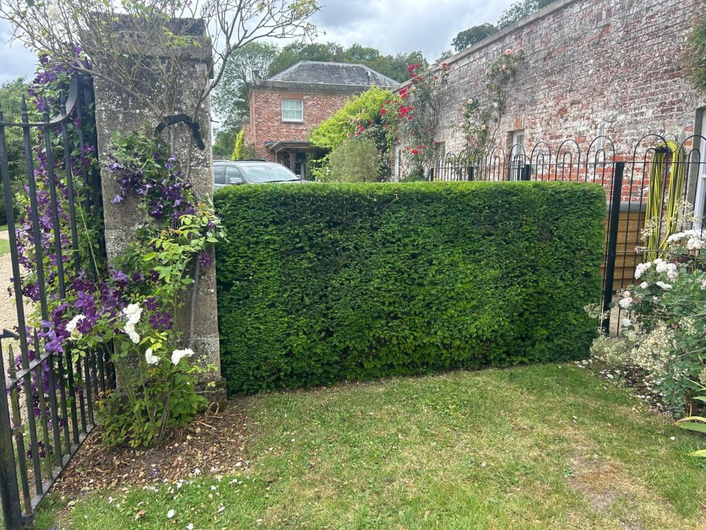 Stately home hedge recently pruned by Mayflower Gardening