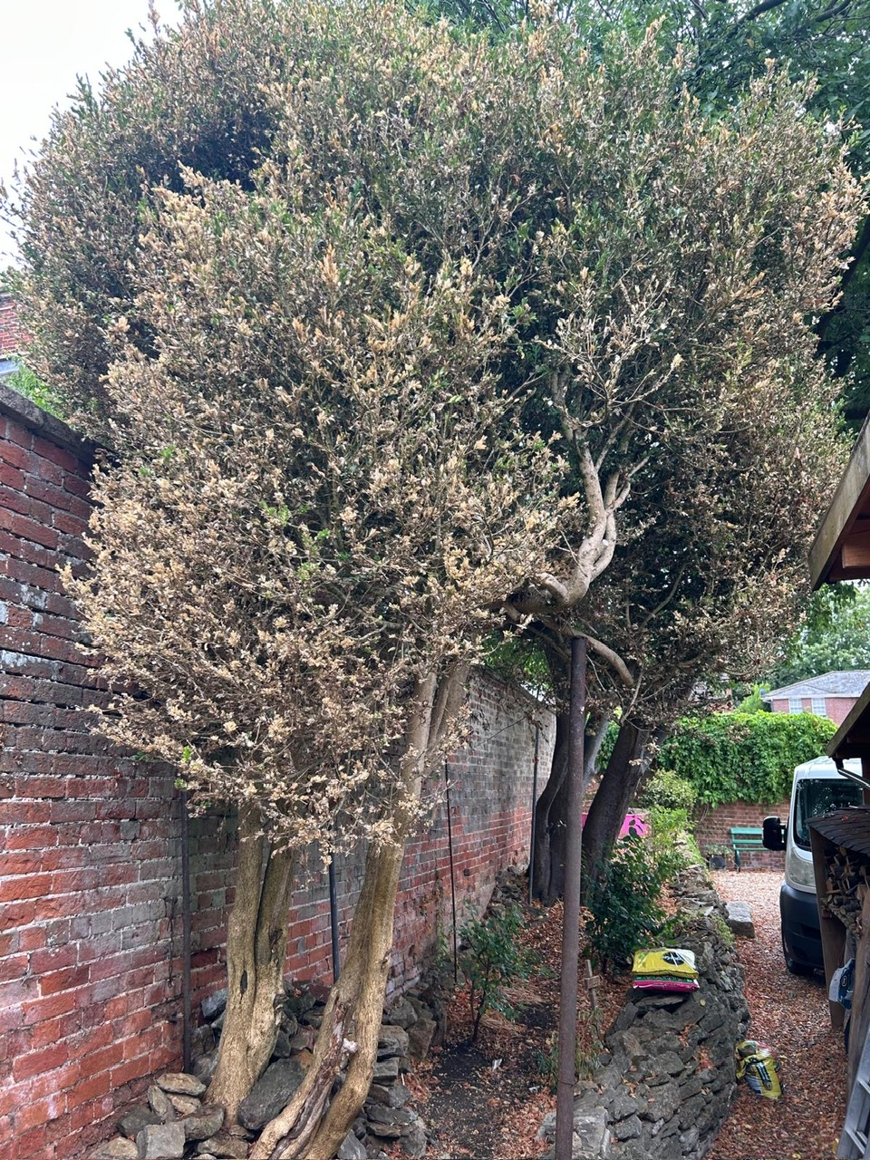Overgrown Shrub in Wincanton – Before and After