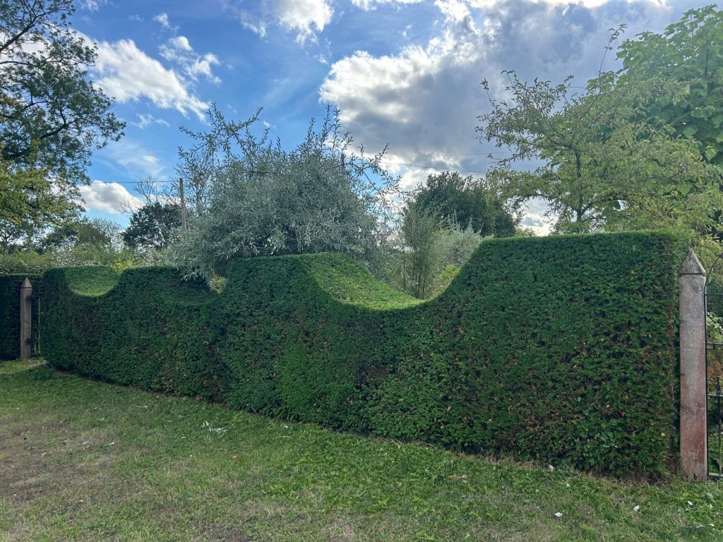 Neatly trimmed yew hedge with a scalloped wave-top design, alongside a wooden gate post, in a West Knoyle garden