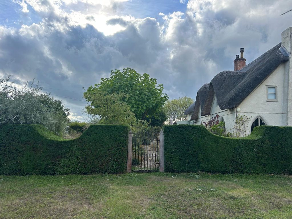 Wave-shaped yew hedge either side of an iron gate, with a thatched cottage visible behind, West Knoyle